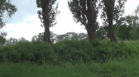 Poplar trees 스톡 동영상 47245076