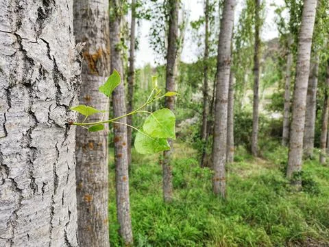 Poplar trees. Stock Photos