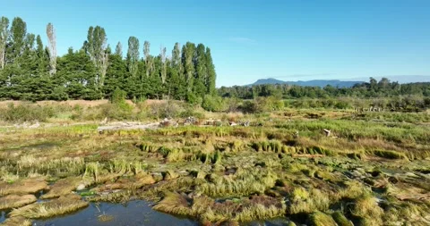 Poplar trees, salt marsh, low level approach - 5K Video stock 226709992