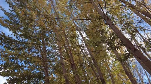 Poplar trees with slender and long trunks with yellow leaves Stock Footage 199379088