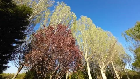 Poplar trees in spring Video stock 244574968