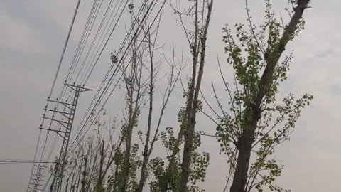 Poplar Trees Under Overcast Sky Near Utility Lines Video Clip Video stock 331765966
