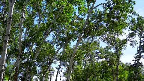 Poplar trees with white bark and green leaves. Stock Footage 341108949