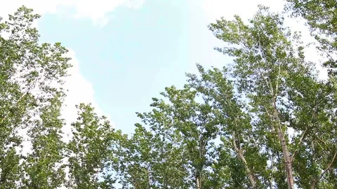 Poplar Trees On The Wind Stock Footage 96208281