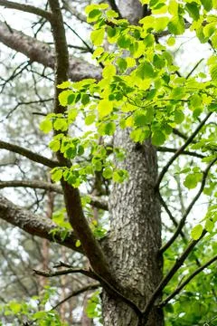 Poplar trunk, in the foreground of which a branch with leaves Stock Photos