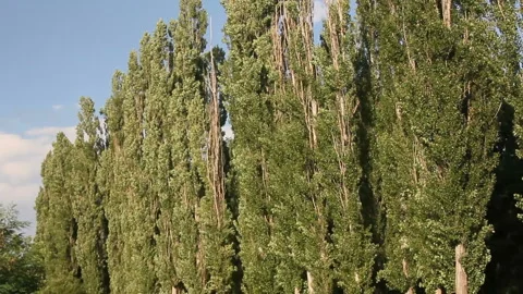 Poplar woods Stock-Footage 86426953