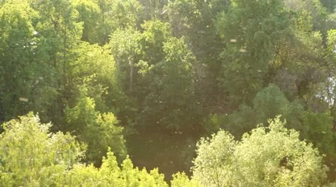 Poplar Wool in the Park Stock Footage 11115733