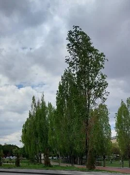 Poplars and grey clouds Stock Photos