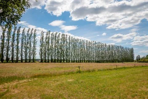 The poplars are lined up high in the wind Foto stock