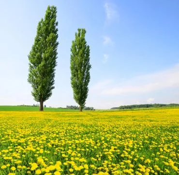 Poplars with dandelions on meadow. Stock Photos