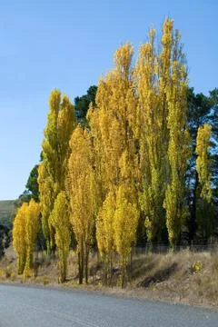 Poplars Stock Photos