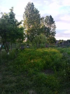 Poplars Stock Photos