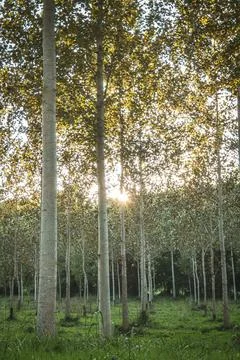 Poplars Stock Photos