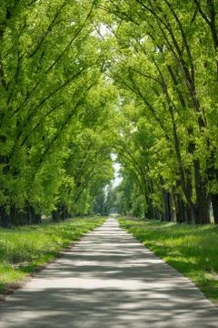 Poplars by the road. The road between the trees. Stock Photos