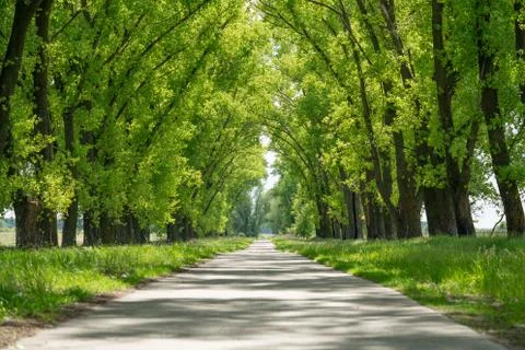 Poplars by the road. The road between the trees Stock Photos