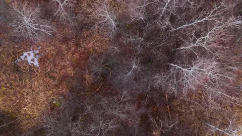 Poplars surrounded with marsh grass Stock Footage 297285385