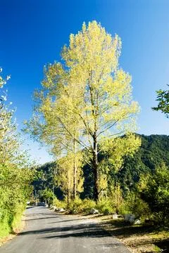 Poplars tree at road side, Kaddukhal, Uttaranchal, India Foto stock