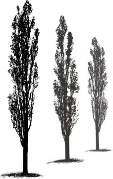 Poplars  Trees Stock Illustration