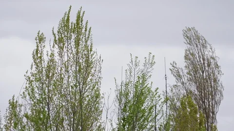Poplars with young leaves swing in the wind Stock Footage 106728300