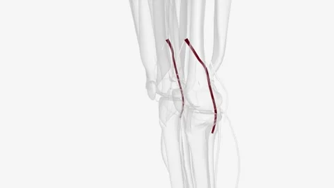 The popliteal artery is a deeply placed continuation of the femoral artery Stock Footage 246534349