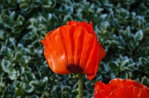 Poppie Stock Photos