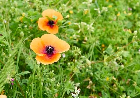 Poppie Stock Photos