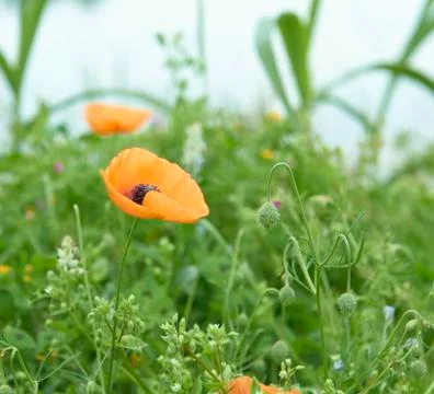 Poppie Stock Photos