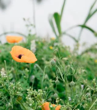 Poppie Stock Photos