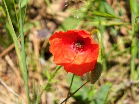 Poppie Stock Photos