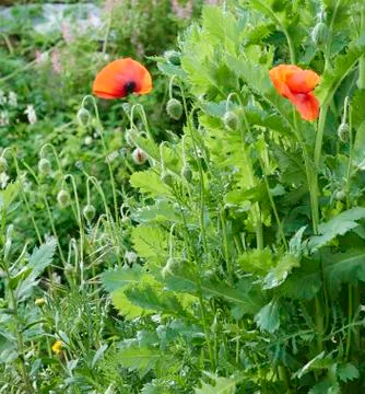 Poppie Stock Photos