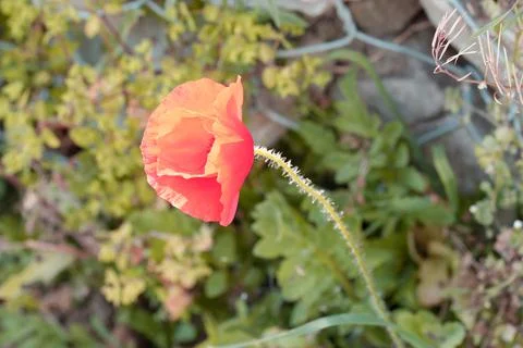 Poppie Foto stock