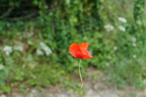 Poppie Stock Photos