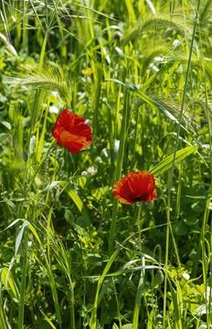 Poppie Stock Photos