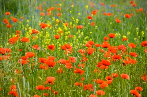 Poppies 01 Stock Photos
