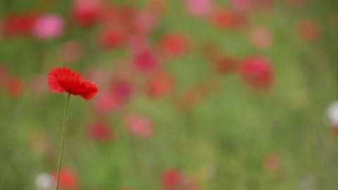 Poppies-1 Stock Footage 217379816