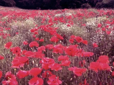 Poppies 2 Stock Footage 490146