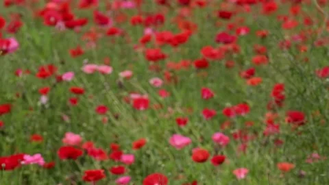 Poppies-2 Stock Footage 217379800