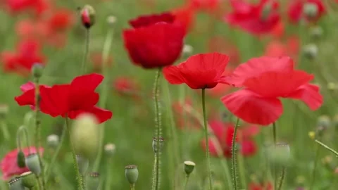 Poppies-3 Stock Footage 217379782
