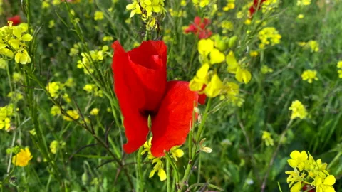 Poppies amongst rapeseed Stock Footage