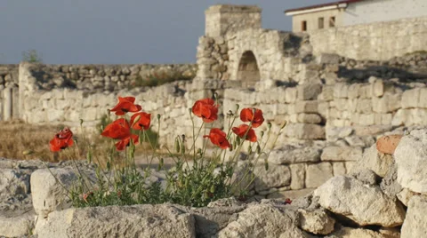 Poppies on the ancient ruins Stock-Footage 30842969