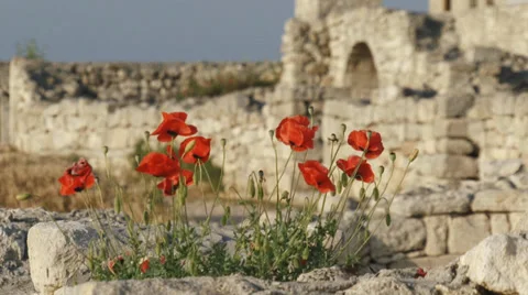 Poppies on the ancient ruins Stock Footage 30843341