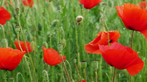 Poppies and barbed wire symbolizing world war one Stock Footage 96485201