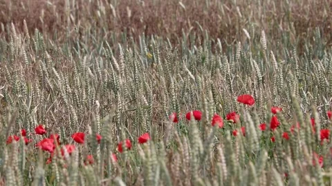 Poppies and corn Video stock 133242091
