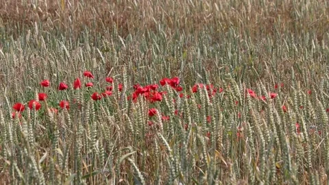 Poppies and corn Video stock 133242094