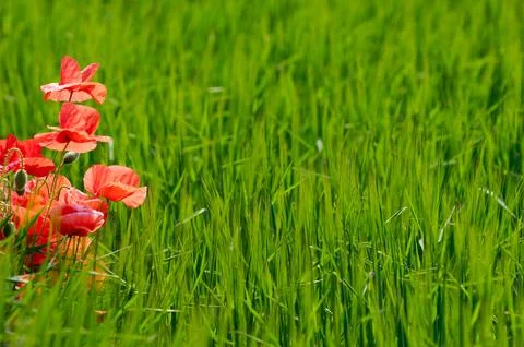 Poppies and corn Stock Photos