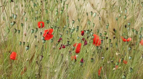 Poppies and cornflowers Stock Footage 35993803