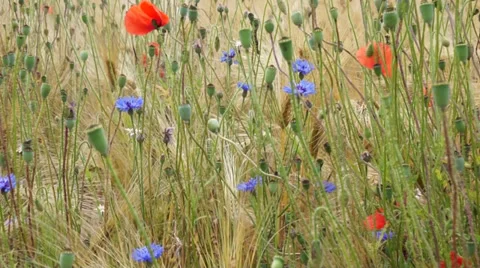 Poppies and cornflowers Stock Footage 35994095