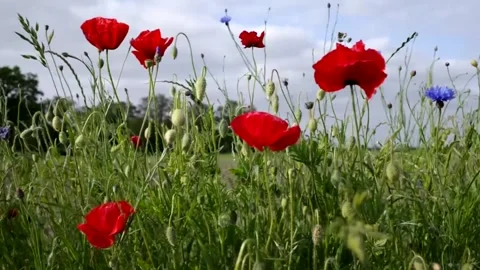 Poppies and cornflowers Stock Footage 242442411
