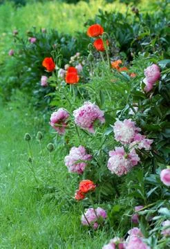 Poppies and peonies Stock Photos