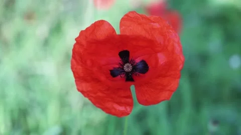 Poppies are pollinated by bees on a meadow in the sunshine Stock Footage 141470084